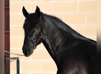 Murgese/caballo de las Murgues, Semental, 2 años, 165 cm, Negro