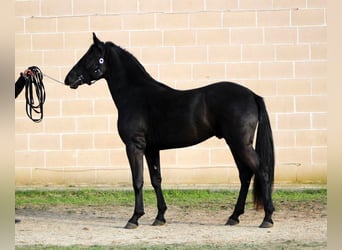 Murgese/caballo de las Murgues, Semental, 2 años, 165 cm, Negro