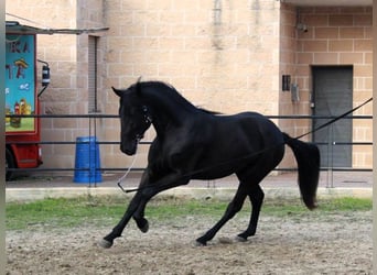 Murgese/caballo de las Murgues, Semental, 2 años, 165 cm, Negro