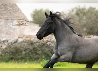 Murgese/caballo de las Murgues, Semental, 3 años, 152 cm, Ruano azulado