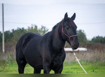 Murgese/caballo de las Murgues, Semental, 3 años, 155 cm, Negro