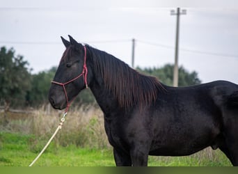 Murgese/caballo de las Murgues, Semental, 3 años, 155 cm, Negro