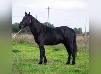 Murgese/caballo de las Murgues, Semental, 3 años, 155 cm, Negro