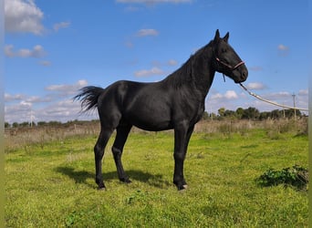 Murgese/caballo de las Murgues, Semental, 3 años, 155 cm, Negro