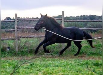 Murgese/caballo de las Murgues, Semental, 3 años, 155 cm, Negro