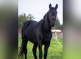 Murgese/caballo de las Murgues, Semental, 3 años, 155 cm, Negro