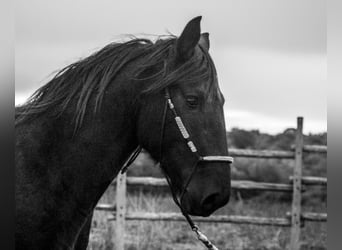 Murgese/caballo de las Murgues, Semental, 3 años, 155 cm, Negro