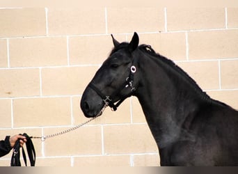 Murgese/caballo de las Murgues, Semental, 3 años, 158 cm, Negro