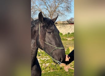 Murgese/caballo de las Murgues, Semental, 3 años, 158 cm, Negro