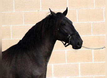 Murgese/caballo de las Murgues, Semental, 3 años, 158 cm, Negro