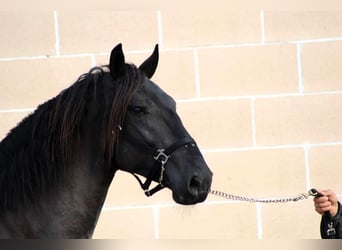 Murgese/caballo de las Murgues, Semental, 3 años, 158 cm, Negro