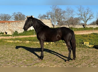 Murgese/caballo de las Murgues, Semental, 3 años, 158 cm, Negro