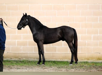 Murgese/caballo de las Murgues, Semental, 3 años, 158 cm, Negro