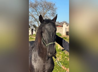 Murgese/caballo de las Murgues, Semental, 3 años, 158 cm, Negro