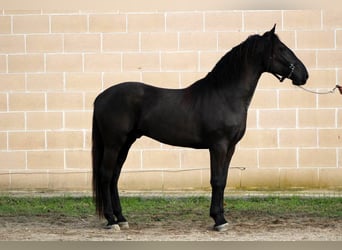 Murgese/caballo de las Murgues, Semental, 3 años, 158 cm, Negro