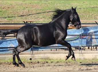 Murgese/caballo de las Murgues, Semental, 3 años, 158 cm, Negro
