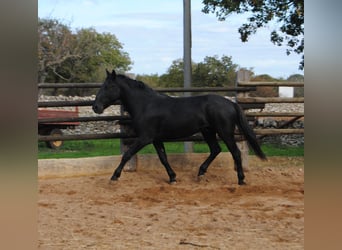 Murgese/caballo de las Murgues, Semental, 3 años, 160 cm, Negro