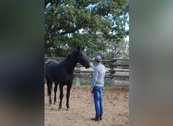 Murgese/caballo de las Murgues, Semental, 3 años, 160 cm, Negro