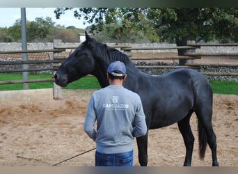 Murgese/caballo de las Murgues, Semental, 3 años, 160 cm, Negro