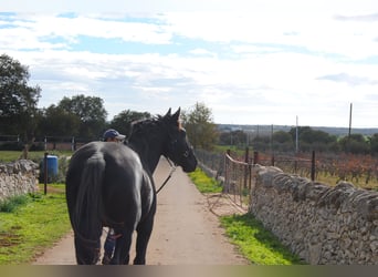 Murgese/caballo de las Murgues, Semental, 3 años, 160 cm, Negro