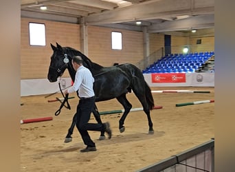 Murgese/caballo de las Murgues, Semental, 3 años, 160 cm, Negro