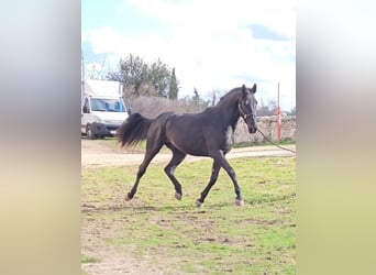 Murgese/caballo de las Murgues, Semental, 3 años, 160 cm, Negro