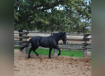 Murgese/caballo de las Murgues, Semental, 3 años, 160 cm, Negro