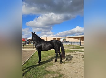 Murgese/caballo de las Murgues, Semental, 3 años, 160 cm, Negro