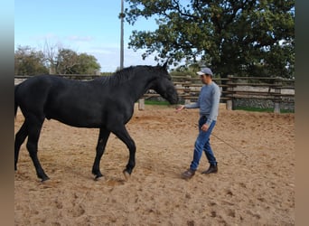 Murgese/caballo de las Murgues, Semental, 3 años, 160 cm, Negro