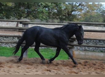 Murgese/caballo de las Murgues, Semental, 3 años, 160 cm, Negro