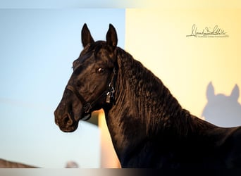 Murgese/caballo de las Murgues, Semental, 3 años, 160 cm, Negro