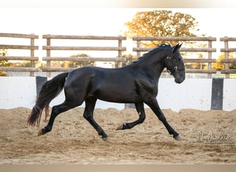 Murgese/caballo de las Murgues, Semental, 3 años, 160 cm, Negro