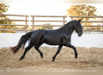 Murgese/caballo de las Murgues, Semental, 3 años, 160 cm, Negro