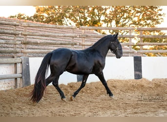 Murgese/caballo de las Murgues, Semental, 3 años, 160 cm, Negro