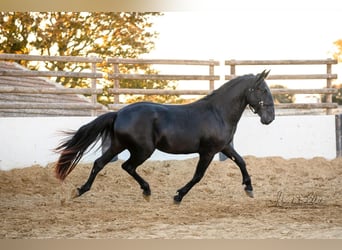 Murgese/caballo de las Murgues, Semental, 3 años, 160 cm, Negro