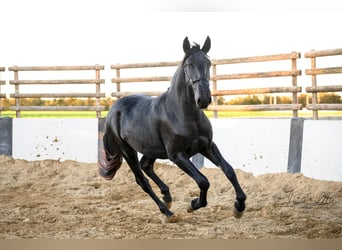 Murgese/caballo de las Murgues, Semental, 3 años, 160 cm, Negro