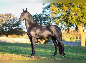 Murgese/caballo de las Murgues, Semental, 3 años, 160 cm, Negro