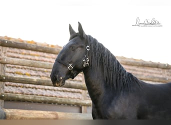 Murgese/caballo de las Murgues, Semental, 3 años, 160 cm, Negro