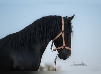 Murgese/caballo de las Murgues, Semental, 3 años, 160 cm, Negro