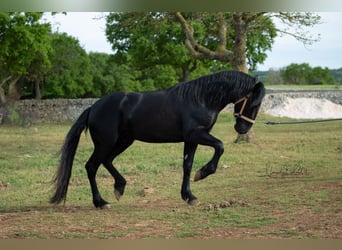 Murgese/caballo de las Murgues, Semental, 3 años, 160 cm, Negro