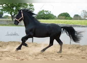 Murgese/caballo de las Murgues, Semental, 3 años, 160 cm, Negro