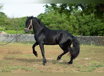 Murgese/caballo de las Murgues, Semental, 3 años, 160 cm, Negro