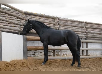 Murgese/caballo de las Murgues, Semental, 3 años, 160 cm, Negro