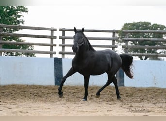 Murgese/caballo de las Murgues, Semental, 3 años, 160 cm, Negro