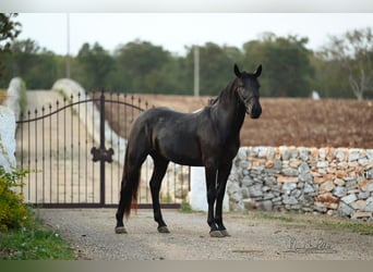 Murgese/caballo de las Murgues, Semental, 3 años, 160 cm, Negro