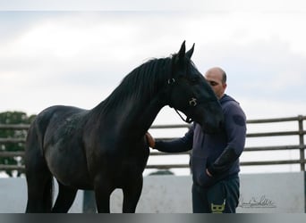 Murgese/caballo de las Murgues, Semental, 3 años, 160 cm, Negro