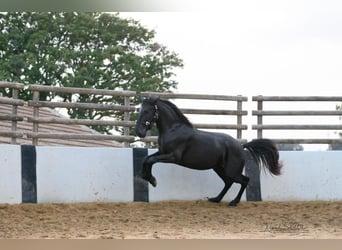 Murgese/caballo de las Murgues, Semental, 3 años, 160 cm, Negro