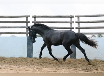 Murgese/caballo de las Murgues, Semental, 3 años, 160 cm, Negro