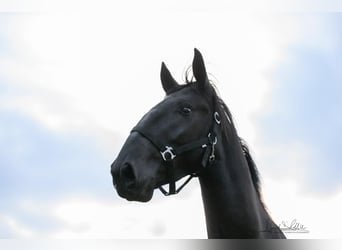 Murgese/caballo de las Murgues, Semental, 3 años, 160 cm, Negro