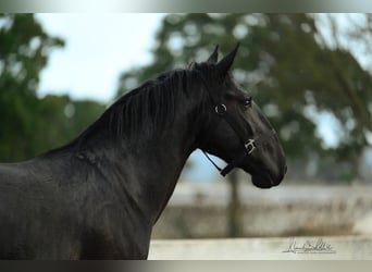 Murgese/caballo de las Murgues, Semental, 3 años, 160 cm, Negro